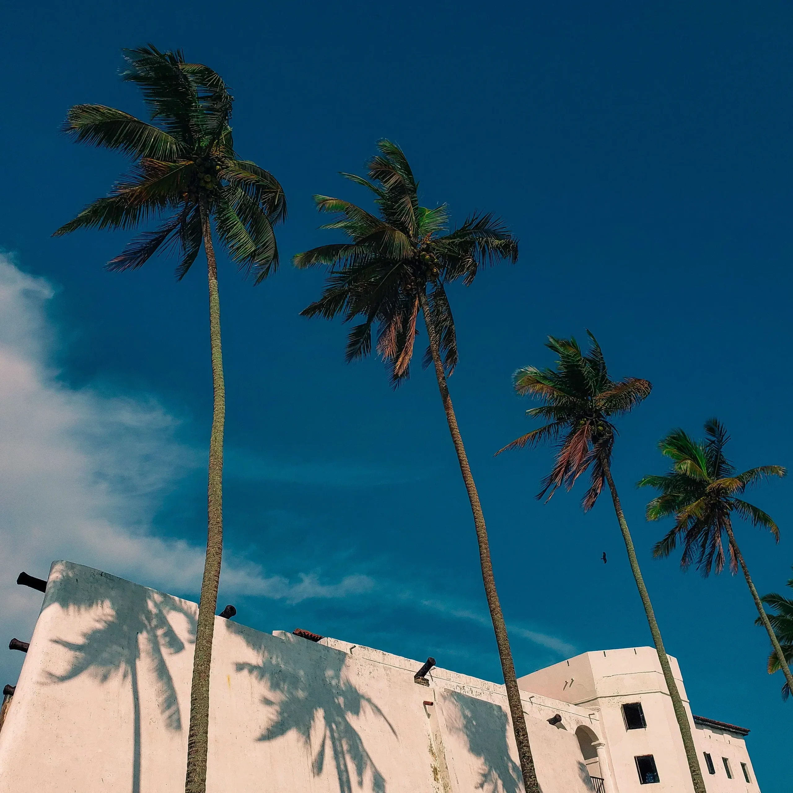 Tall palm trees backed by a deep blue sky and light brick building in Scott Lakes, Miami Gardens, Fl