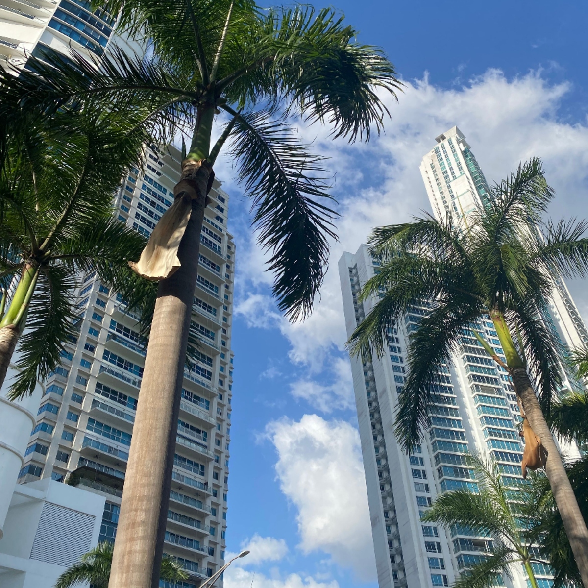 Low-angle view of palm trees against high-rise condo towers in Woodfield Country Club, Boca Raton